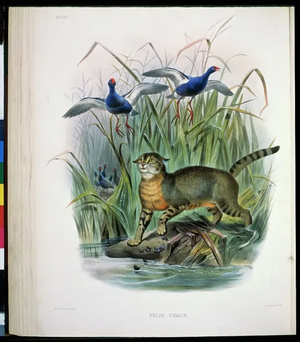 Framed Print : The Chaus (Felis Chaus) 1883 Daniel Giraud Elliot (1835-1915 American) Monograph Academy of Natural Sciences Framed Print : The Chaus (Felis Chaus) 1883 Daniel Giraud Elliot (1835-1915 American) Monograph Academy of Natural Sciences
