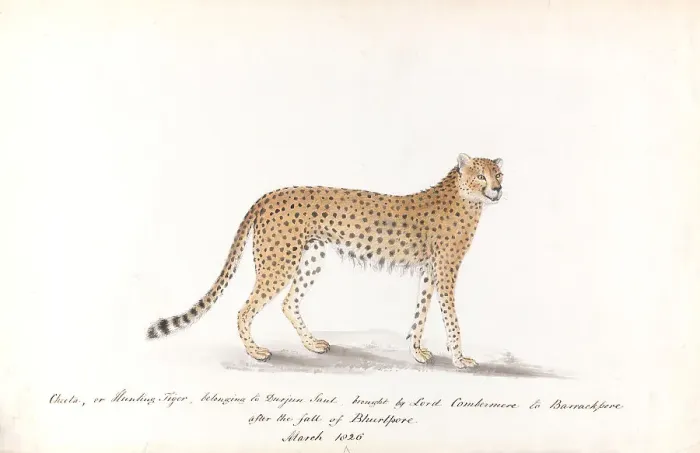 Framed Print : Cheeta Hunting Tiger Belonging Durjun Saul Brought Framed Print : Cheeta Hunting Tiger Belonging Durjun Saul Brought