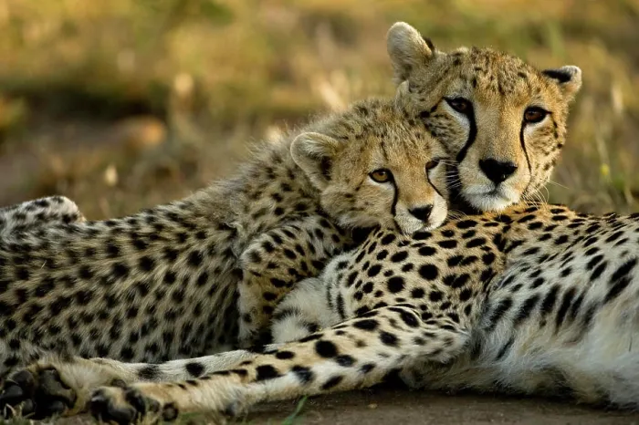 Framed Print : Cheetah, Acinonyx jubatus, with cub in the Masai Mara GR, Kenya Framed Print : Cheetah, Acinonyx jubatus, with cub in the Masai Mara GR, Kenya