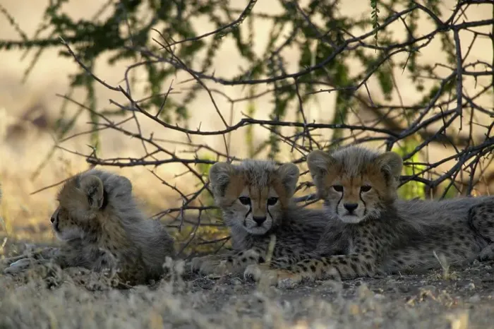 Framed Print : Cheetah (Acinonyx jubatus) cubs lying in shade Framed Print : Cheetah (Acinonyx jubatus) cubs lying in shade