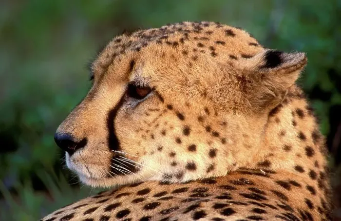 Framed Print : Cheetah (Acinonyx jubatus). Phinda Game Reserve Framed Print : Cheetah (Acinonyx jubatus). Phinda Game Reserve