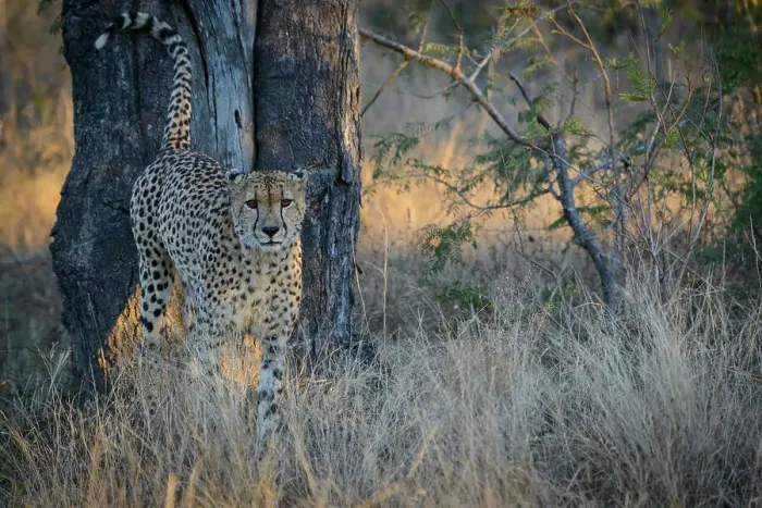 Framed Print : Cheetah (Acinonyx jubatus) spray marking its territory