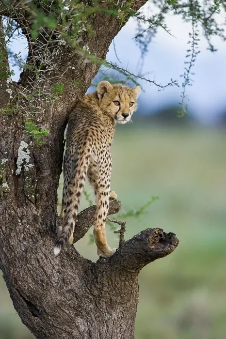 Framed Print : Cheetah cub (Acinonyx jubatus) playing / climbing an Acacia tree near Ndutu Framed Print : Cheetah cub (Acinonyx jubatus) playing / climbing an Acacia tree near Ndutu