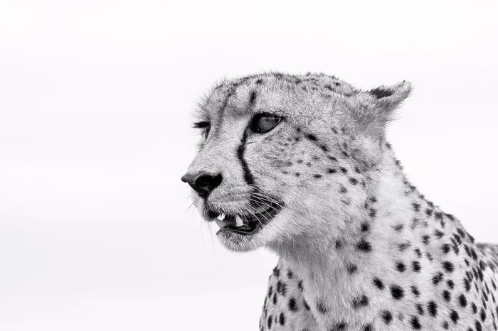 Framed Print : A cheetah's head, Acinonyx jubatus, looking away, ears back, mouth open, in black and white