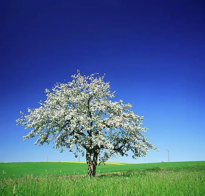 Framed Print : Cherry tree (Prunus) in full bloom under a blue sky in the middle of fields and meadows Framed Print : Cherry tree (Prunus) in full bloom under a blue sky in the middle of fields and meadows