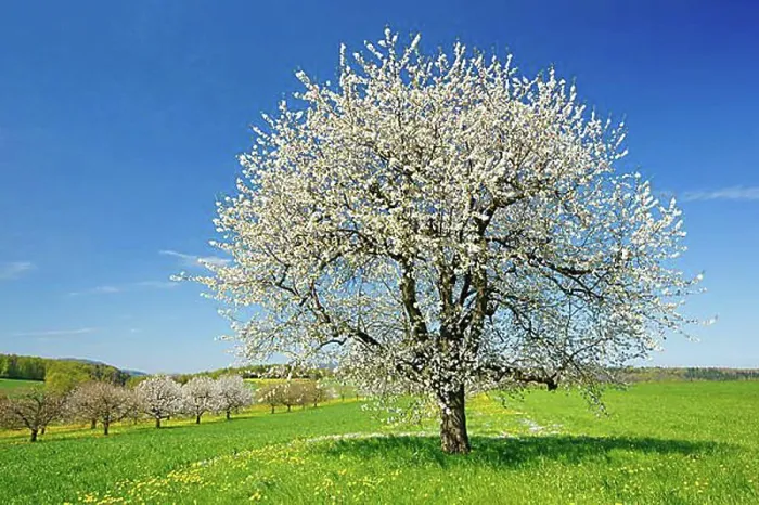 Framed Print : Cherry tree in spring, Prunus avium, Basel-Land, Switzerland, Europe Framed Print : Cherry tree in spring, Prunus avium, Basel-Land, Switzerland, Europe