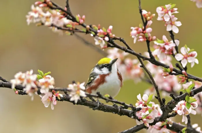 Framed Print : Chestnut-sided (Dendroica pensylvanica) Warbler in Nanking cherry tree in spring Winnipeg, MANITOBA, Canada
