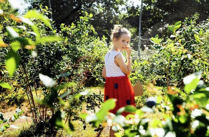 Framed Print : child eating blueberries whilst picking them at a pick your own farm Framed Print : child eating blueberries whilst picking them at a pick your own farm