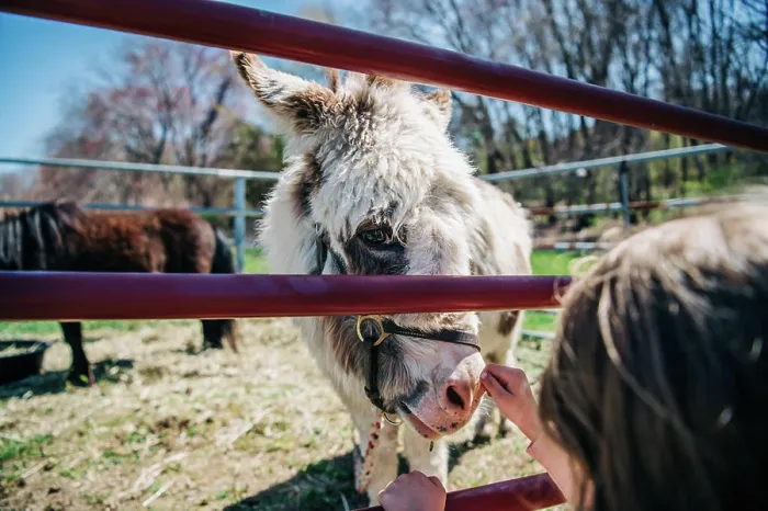 Framed Print : Child petting a fluffy donkey through a red metal fence