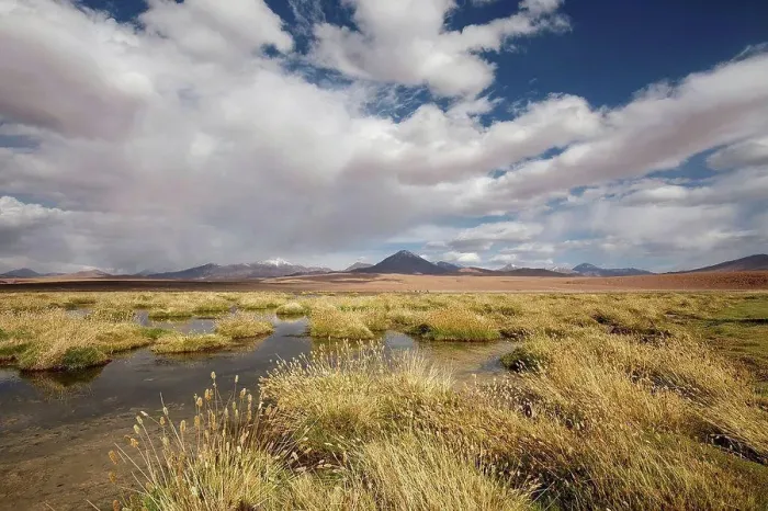 Framed Print : Chile, pampas Incahuasi, Ischu grass, lagoon Framed Print : Chile, pampas Incahuasi, Ischu grass, lagoon