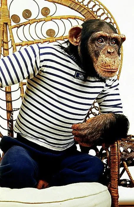 Framed Print : CHIMPANZEE (pan troglodytes), TRAINED AND DISGUISED ANIMAL Framed Print : CHIMPANZEE (pan troglodytes), TRAINED AND DISGUISED ANIMAL