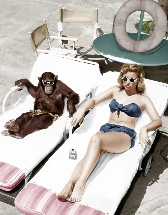 Framed Print : Chimpanzee and a woman sunbathing (All persons depicted are not longer living and no estate exists) Framed Print : Chimpanzee and a woman sunbathing (All persons depicted are not longer living and no estate exists)