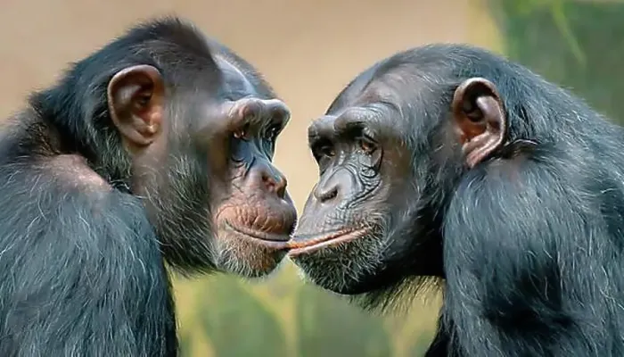 Framed Print : Two chimpanzees touch each other tenderly, generated with AI, AI generated Framed Print : Two chimpanzees touch each other tenderly, generated with AI, AI generated