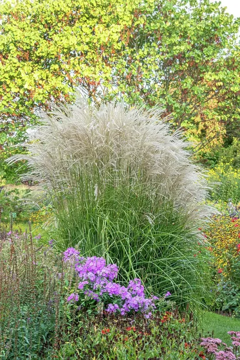 Framed Print : China-Schilf, Chinaschilf, Undine Miscanthus sinensis Undine Framed Print : China-Schilf, Chinaschilf, Undine Miscanthus sinensis Undine
