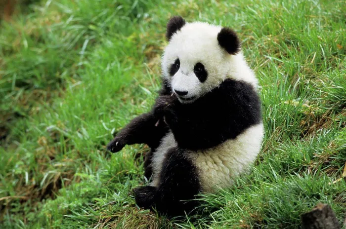 Framed Print : China, Sichuan Province, Wolong Panda Reserve, Giant Panda Cub (Ailuropoda Melanoleuca), 6 Months Old, Sitting