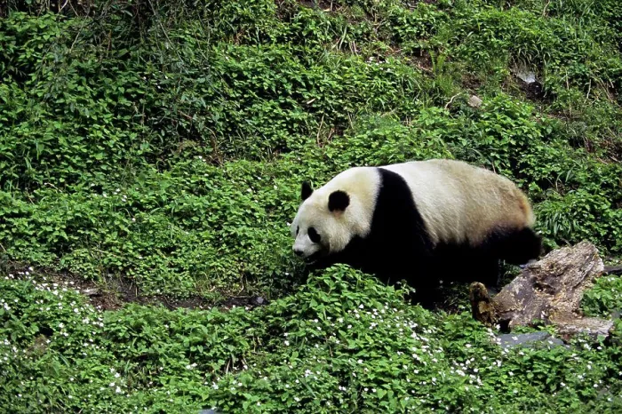 Framed Print : China, Sichuan Province, Wolong Panda Reserve, Giant Panda (Ailuropoda Melanoleuca), Wildflowers Framed Print : China, Sichuan Province, Wolong Panda Reserve, Giant Panda (Ailuropoda Melanoleuca), Wildflowers