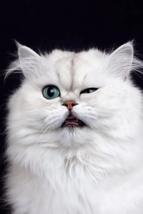 Framed Print : Chinchilla Persian Domestic Cat, Portrait Of Adult With Funny Face Against Black Background Framed Print : Chinchilla Persian Domestic Cat, Portrait Of Adult With Funny Face Against Black Background