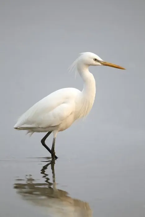 Framed Print : Chinese Egret (Egretta eulophotes) adult
