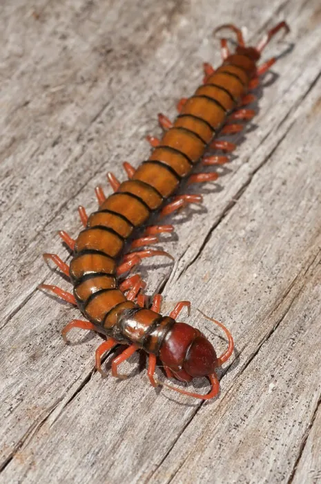 Framed Print : Chinese Red Head Centipede (Scolopendra subspinipes), Klungkung, Bali, Indonesia Framed Print : Chinese Red Head Centipede (Scolopendra subspinipes), Klungkung, Bali, Indonesia