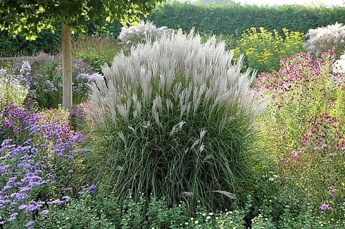 Framed Print : Chinese reed (Miscanthus sinensis Kleine Silberspinne') Framed Print : Chinese reed (Miscanthus sinensis Kleine Silberspinne')