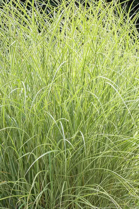 Framed Print : Chinese Silver Grass Morning Light, Miscanthus sinensis Morning Light