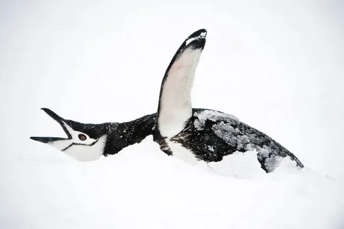 Framed Print : Chinstrap penguin (Pygoscelis antarctica) displaying Framed Print : Chinstrap penguin (Pygoscelis antarctica) displaying