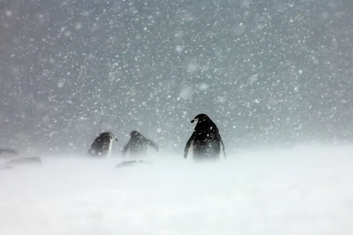 Framed Print : Chinstrap penguins (Pygoscelis antarcticus) in snowstorm