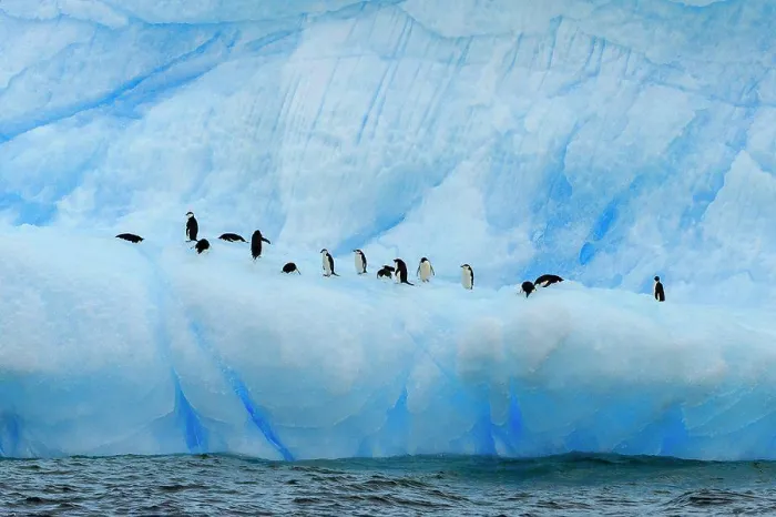 Framed Print : Chinstrap (Pygoscelis antarcticus) and Adelie (Pygoscelis adeliae) penguins on blue iceberg, Antarctic Sound, Antarctica Framed Print : Chinstrap (Pygoscelis antarcticus) and Adelie (Pygoscelis adeliae) penguins on blue iceberg, Antarctic Sound, Antarctica