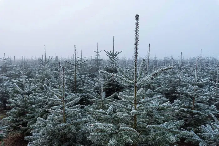 Framed Print : Christmas tree plantation in winter, Wagenschwend, Odenwald, Baden-Wurttemberg, Germany