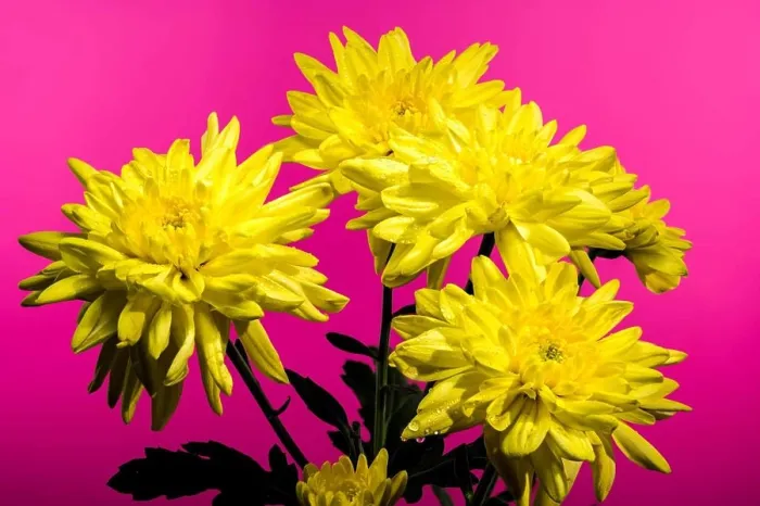 Framed Print : Chrysanthemum Amour Yellow flower on a pink background. Flower head close-up Framed Print : Chrysanthemum Amour Yellow flower on a pink background. Flower head close-up