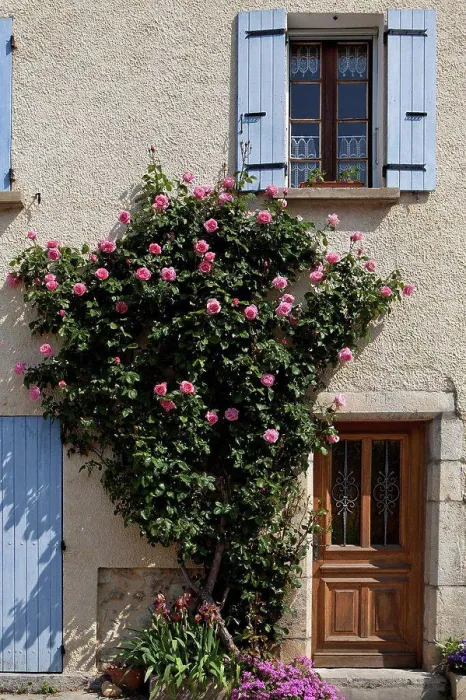Framed Print : Climbing rose with pink flowers Provence France Framed Print : Climbing rose with pink flowers Provence France