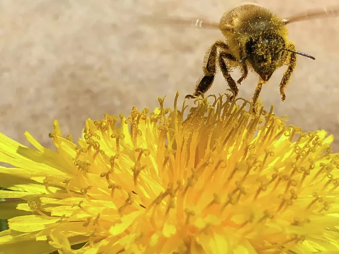 Framed Print : Close up Bee covered in pollen on a yellow flower