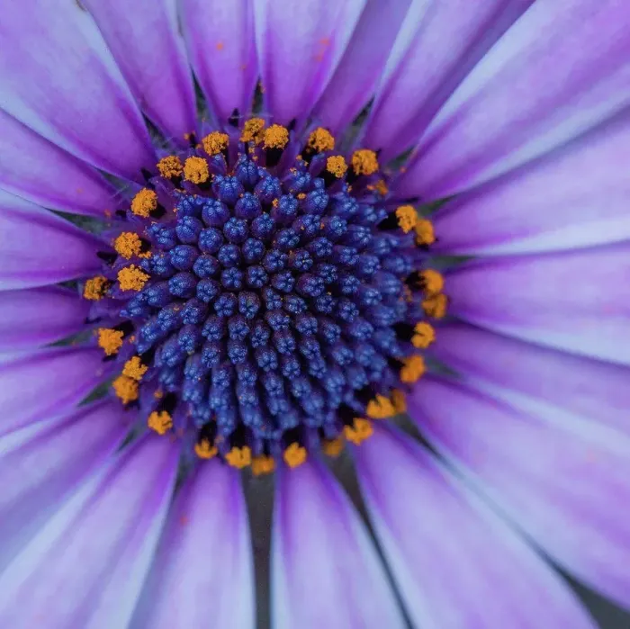Framed Print : Close up of blooming flower Framed Print : Close up of blooming flower