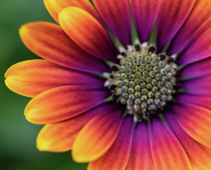 Framed Print : Close up of colorful osteospermum daisy flower in bloom Framed Print : Close up of colorful osteospermum daisy flower in bloom