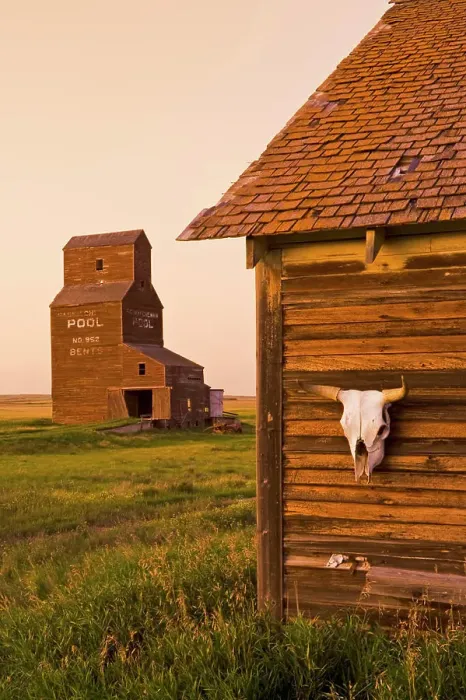 Framed Print : close up of cow skull on old house Framed Print : close up of cow skull on old house