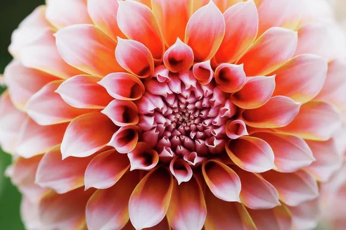 Framed Print : Close up of a dahlia flower