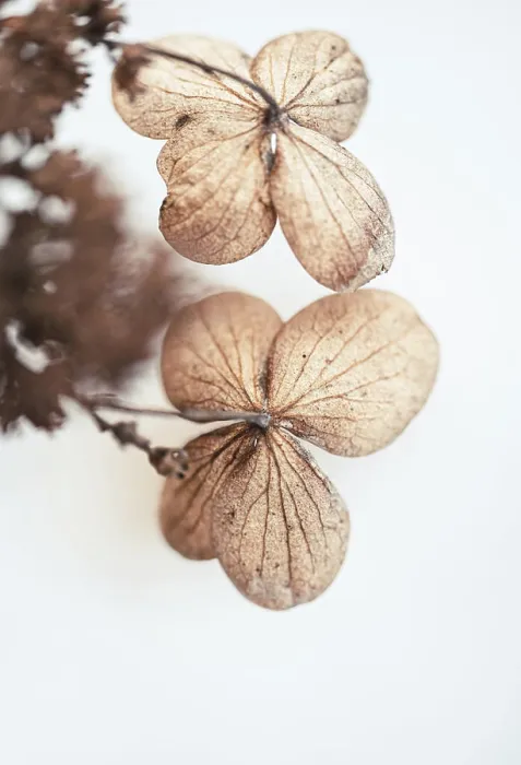Framed Print : Close up of dried brown petals on hydrangea flowers in winter Framed Print : Close up of dried brown petals on hydrangea flowers in winter