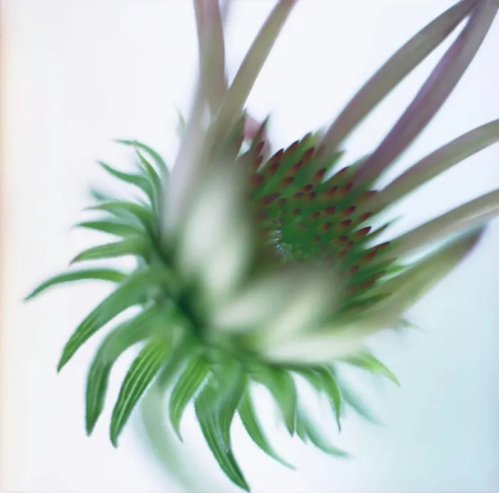 Framed Print : Close up of Echinacea Purpurea, Purple cone flower in opening stage