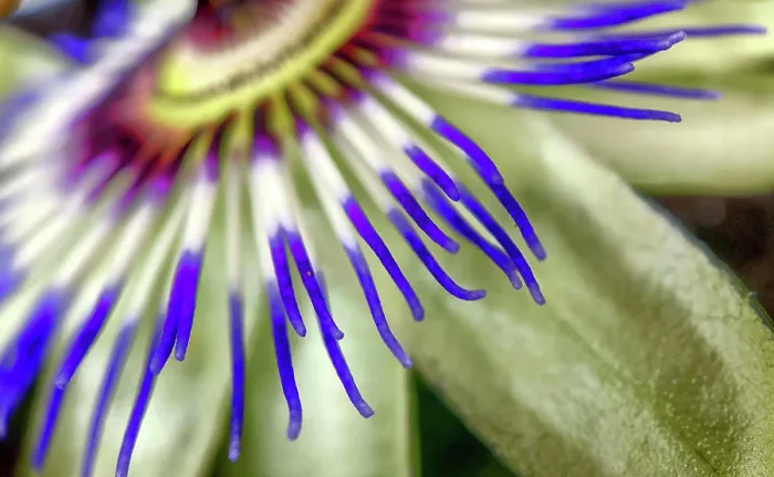 Framed Print : Close up of Exotic Passion flower