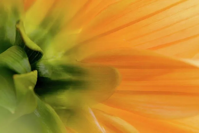 Framed Print : Close up of flower Framed Print : Close up of flower