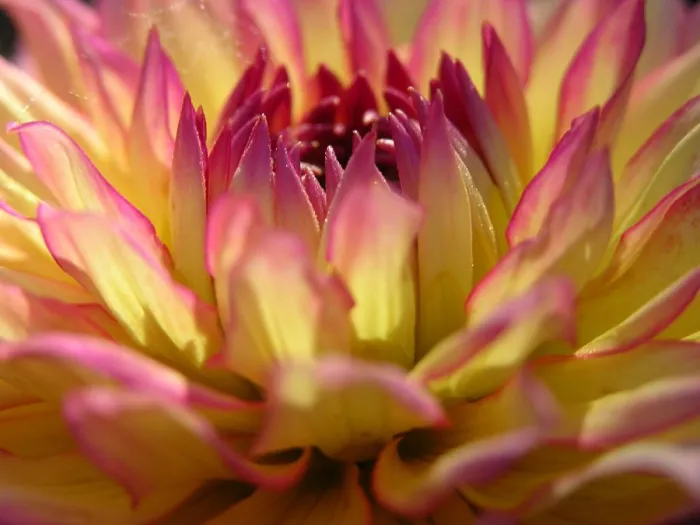 Framed Print : CLOSE UP OF FLOWER DAHLIA Framed Print : CLOSE UP OF FLOWER DAHLIA
