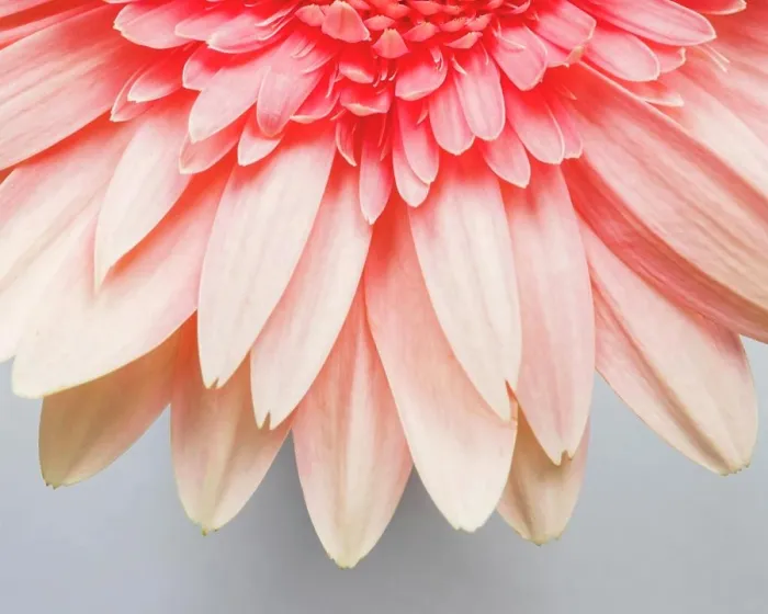 Framed Print : close up flower petals Framed Print : close up flower petals
