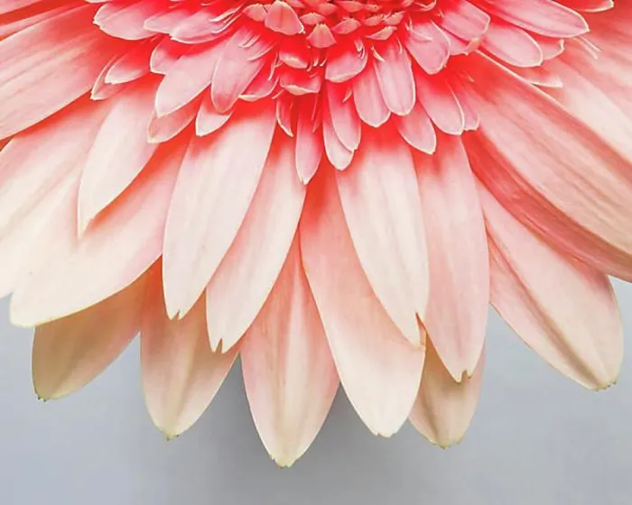 Framed Print : Close up flower petals Framed Print : Close up flower petals