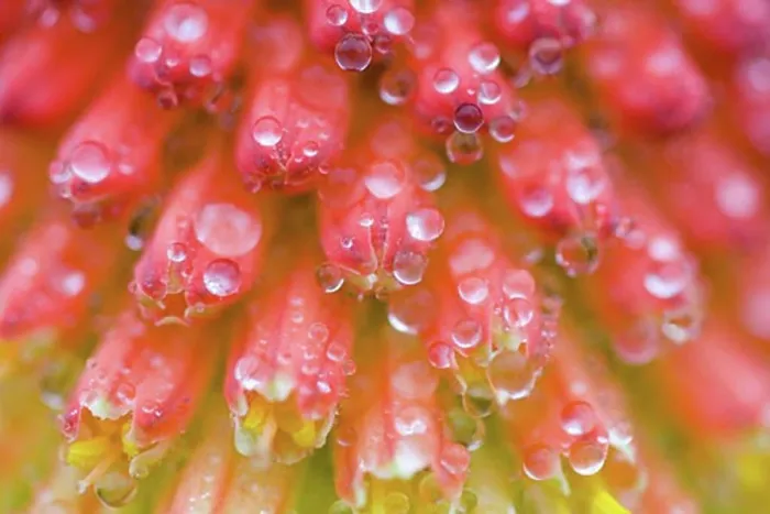 Framed Print : Close up of flower stamen Framed Print : Close up of flower stamen