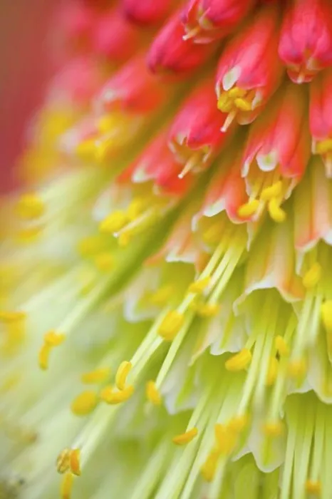 Framed Print : Close up of flower stamen Framed Print : Close up of flower stamen