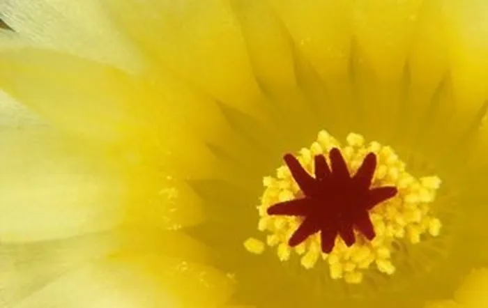 Framed Print : Close Up of Flower Stamin