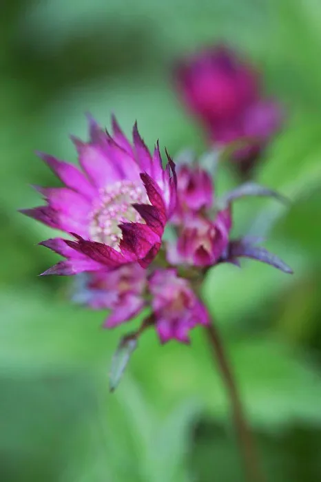 Framed Print : Close up of flower with vivid pink petals Framed Print : Close up of flower with vivid pink petals
