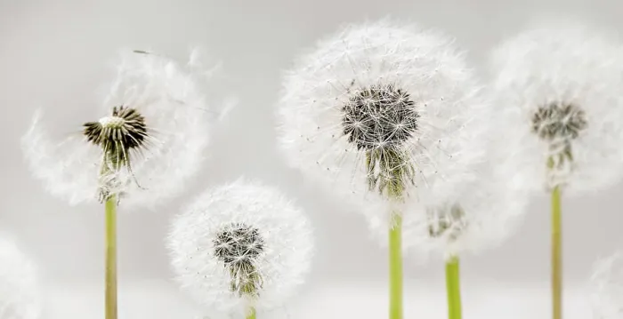 Framed Print : Close up of flowering dandelion close -up of blooming dandelion copyright: xzoonar.com / natashaxbreenx 22733020