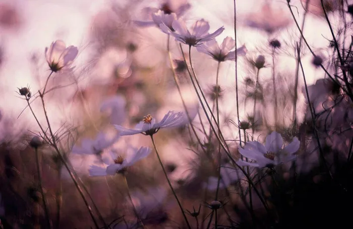 Framed Print : Close up of flowers in field Framed Print : Close up of flowers in field