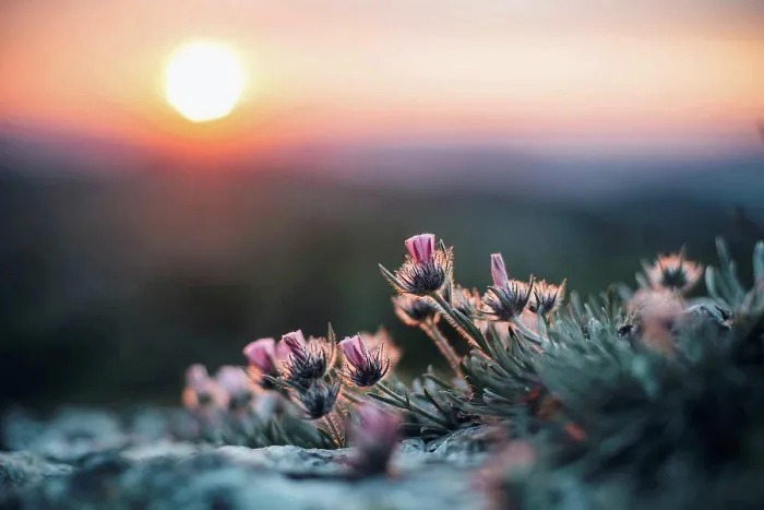 Framed Print : Close up of flowers at sunset Framed Print : Close up of flowers at sunset